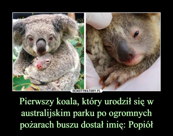Pierwszy koala, który urodził się w australijskim parku po ogromnych pożarach buszu dostał imię: Popiół –  