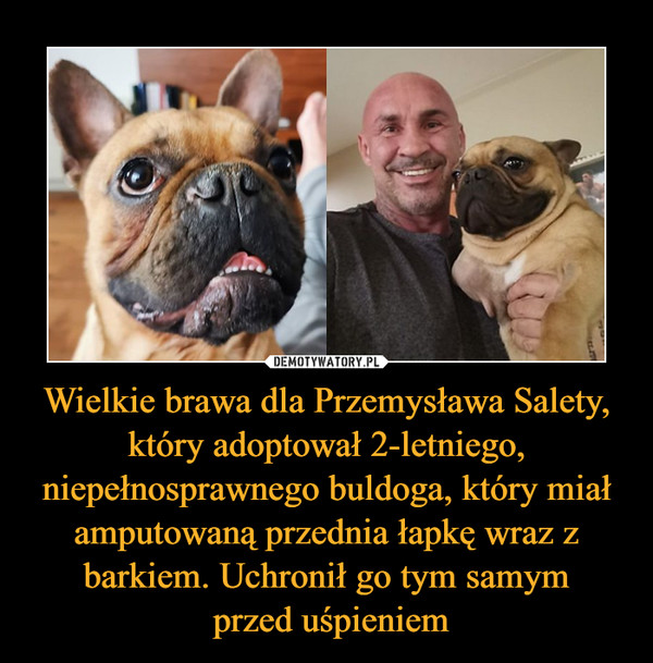 Wielkie brawa dla Przemysława Salety, który adoptował 2-letniego, niepełnosprawnego buldoga, który miał amputowaną przednia łapkę wraz z barkiem. Uchronił go tym samym
 przed uśpieniem