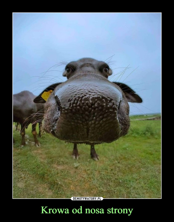 Krowa od nosa strony –  