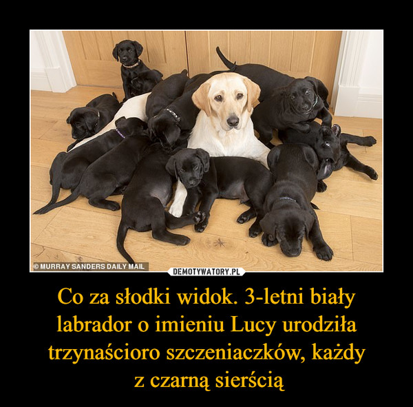 Co za słodki widok. 3-letni biały labrador o imieniu Lucy urodziła trzynaścioro szczeniaczków, każdy
 z czarną sierścią