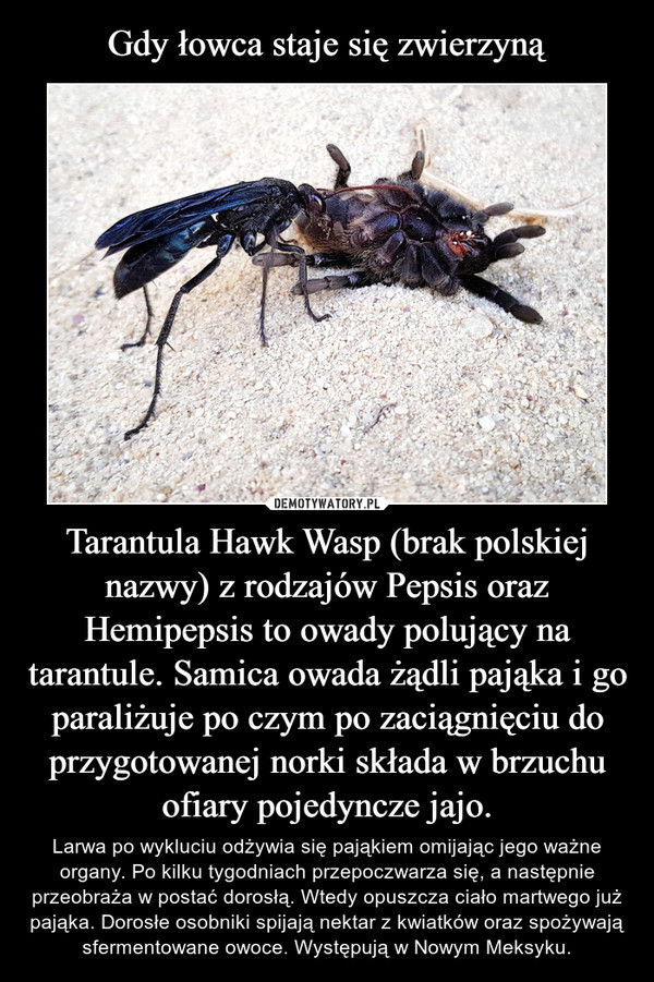 Gdy łowca staje się zwierzyną Tarantula Hawk Wasp (brak polskiej nazwy) z rodzajów Pepsis oraz Hemipepsis to owady polujący na tarantule. Samica owada żądli pająka i go paraliżuje po czym po zaciągnięciu do przygotowanej norki składa w brzuchu ofiary pojedyncze jajo.