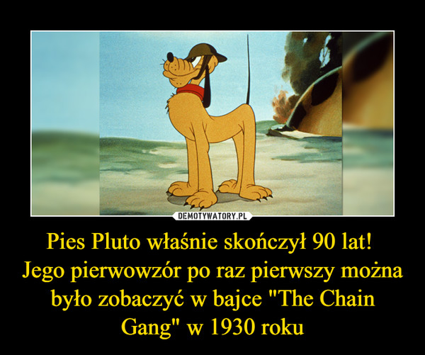 Pies Pluto właśnie skończył 90 lat! 
Jego pierwowzór po raz pierwszy można było zobaczyć w bajce "The Chain Gang" w 1930 roku