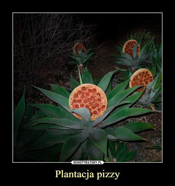 Plantacja pizzy –  