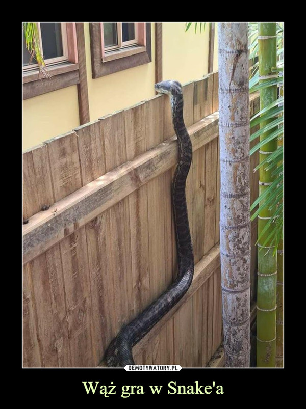 Wąż gra w Snake'a