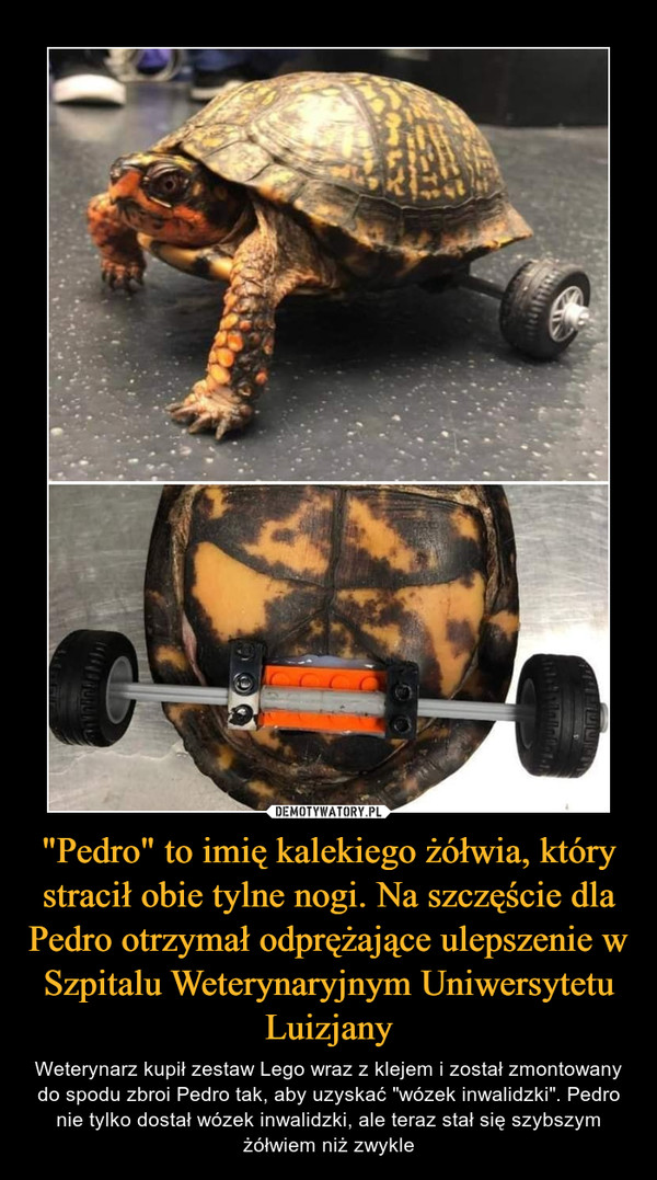 "Pedro" to imię kalekiego żółwia, który stracił obie tylne nogi. Na szczęście dla Pedro otrzymał odprężające ulepszenie w Szpitalu Weterynaryjnym Uniwersytetu Luizjany