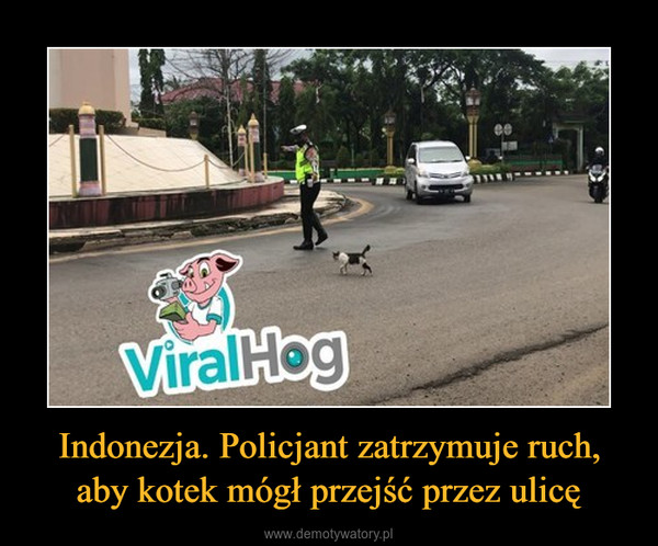 Indonezja. Policjant zatrzymuje ruch, aby kotek mógł przejść przez ulicę –  
