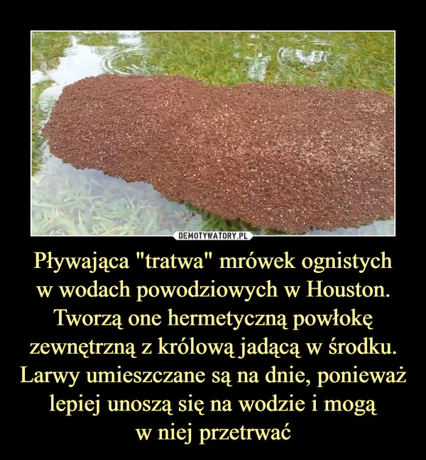 Pływająca "tratwa" mrówek ognistychw wodach powodziowych w Houston. Tworzą one hermetyczną powłokę zewnętrzną z królową jadącą w środku. Larwy umieszczane są na dnie, ponieważ lepiej unoszą się na wodzie i mogąw niej przetrwać –  