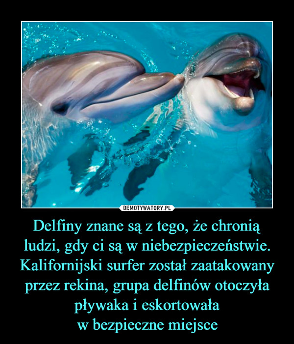 Delfiny znane są z tego, że chroniąludzi, gdy ci są w niebezpieczeństwie. Kalifornijski surfer został zaatakowany przez rekina, grupa delfinów otoczyła pływaka i eskortowaław bezpieczne miejsce –  