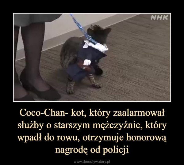Coco-Chan- kot, który zaalarmował służby o starszym mężczyźnie, który wpadł do rowu, otrzymuje honorową nagrodę od policji –  