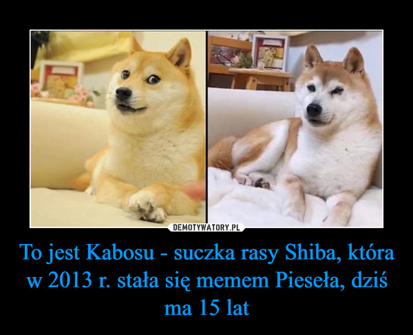 To jest Kabosu - suczka rasy Shiba, która w 2013 r. stała się memem Pieseła, dziś ma 15 lat –  