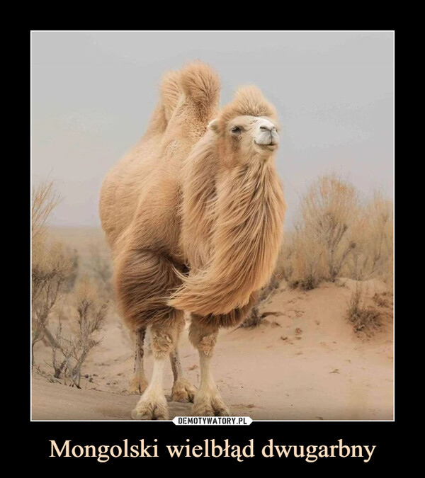 Mongolski wielbłąd dwugarbny