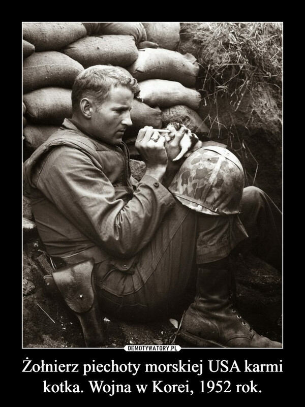 Żołnierz piechoty morskiej USA karmi kotka. Wojna w Korei, 1952 rok.