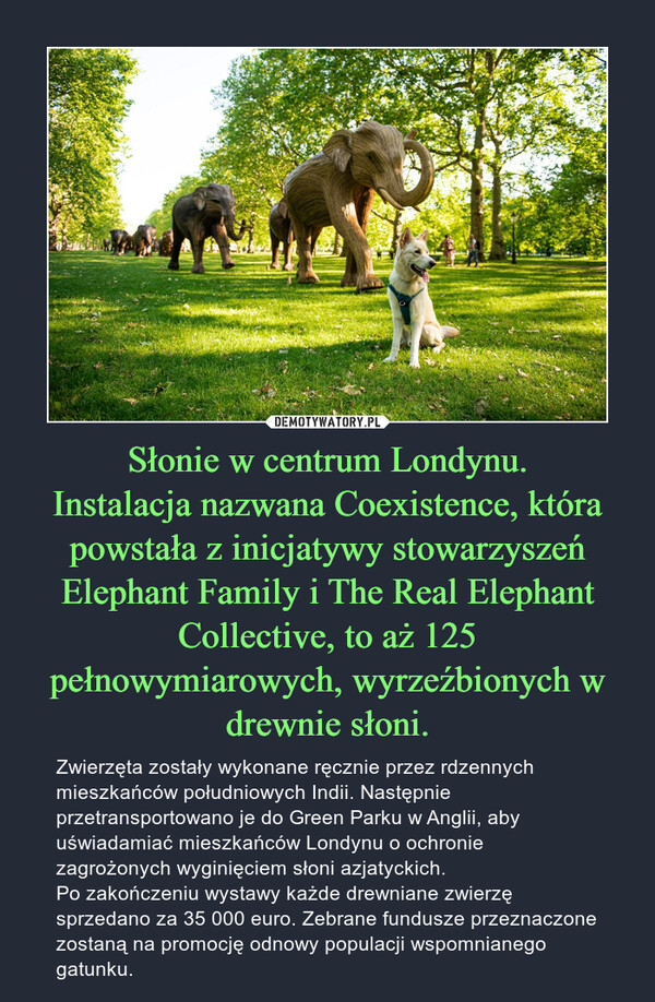 Słonie w centrum Londynu.
Instalacja nazwana Coexistence, która powstała z inicjatywy stowarzyszeń Elephant Family i The Real Elephant Collective, to aż 125 pełnowymiarowych, wyrzeźbionych w drewnie słoni.