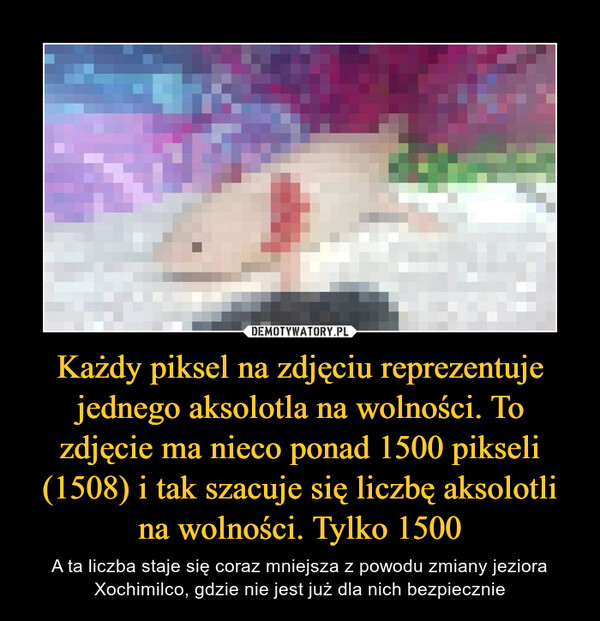 Każdy piksel na zdjęciu reprezentuje jednego aksolotla na wolności. To zdjęcie ma nieco ponad 1500 pikseli (1508) i tak szacuje się liczbę aksolotli na wolności. Tylko 1500