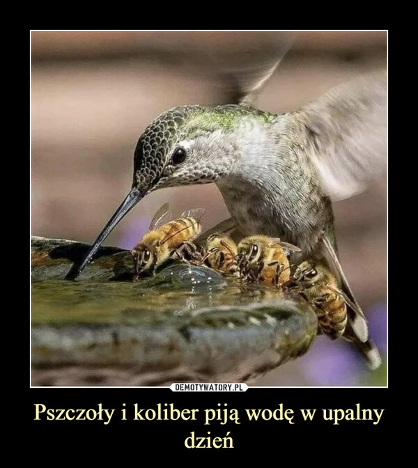 Pszczoły i koliber piją wodę w upalny dzień –  