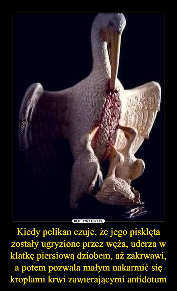 Kiedy pelikan czuje, że jego pisklęta zostały ugryzione przez węża, uderza w klatkę piersiową dziobem, aż zakrwawi, a potem pozwala małym nakarmić się kroplami krwi zawierającymi antidotum –  