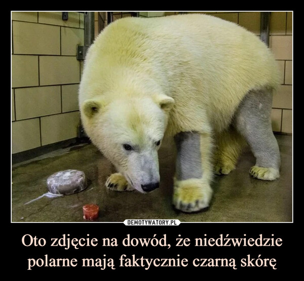 Oto zdjęcie na dowód, że niedźwiedzie polarne mają faktycznie czarną skórę
