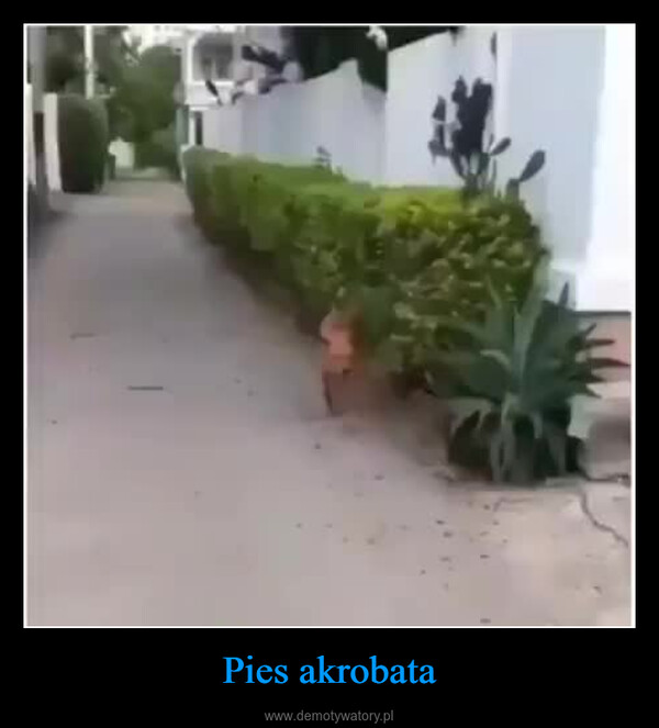 Pies akrobata –  