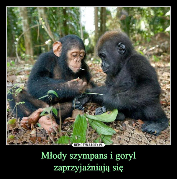 Młody szympans i goryl
zaprzyjaźniają się
