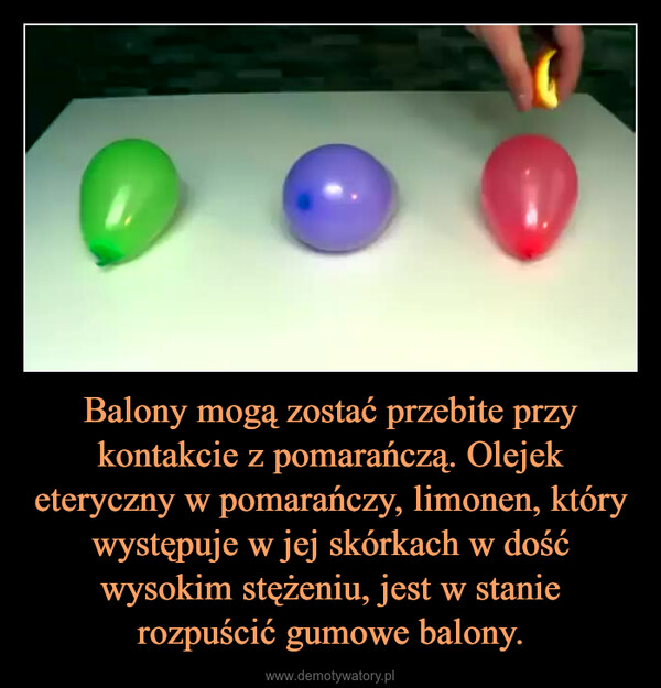 Balony mogą zostać przebite przy kontakcie z pomarańczą. Olejek eteryczny w pomarańczy, limonen, który występuje w jej skórkach w dość wysokim stężeniu, jest w stanie rozpuścić gumowe balony. –  