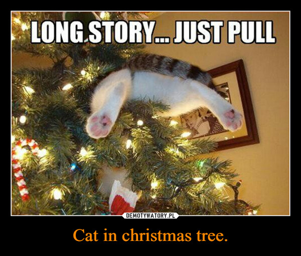 Cat in christmas tree. –  