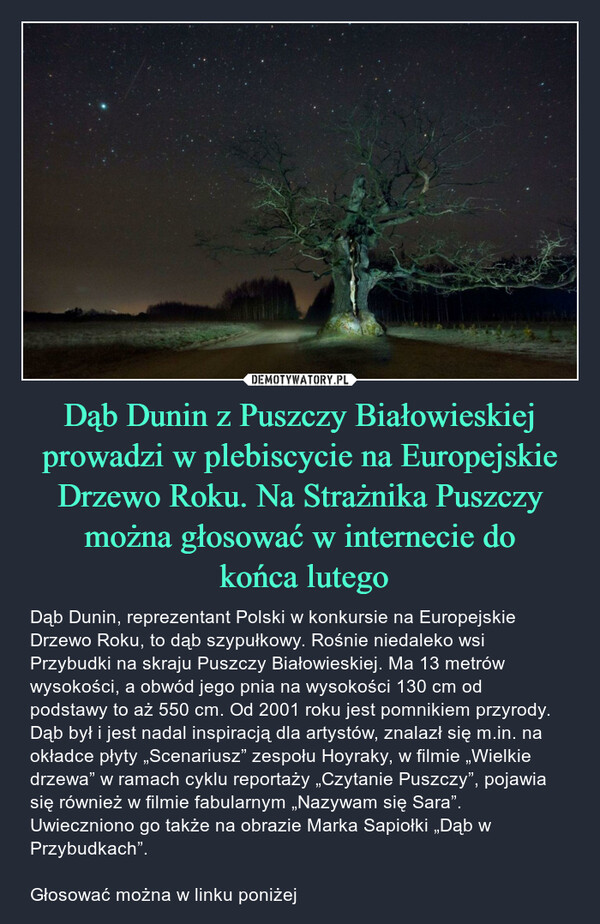 Dąb Dunin z Puszczy Białowieskiej prowadzi w plebiscycie na Europejskie Drzewo Roku. Na Strażnika Puszczy można głosować w internecie do
 końca lutego
