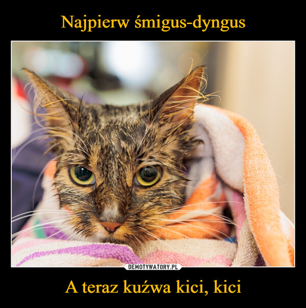 A teraz kuźwa kici, kici –  