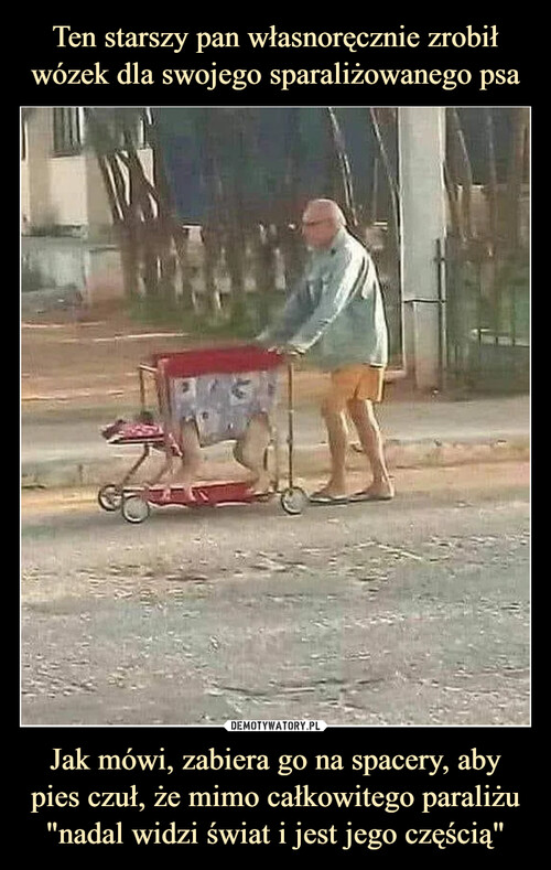 Ten starszy pan własnoręcznie zrobił wózek dla swojego sparaliżowanego psa Jak mówi, zabiera go na spacery, aby pies czuł, że mimo całkowitego paraliżu "nadal widzi świat i jest jego częścią"