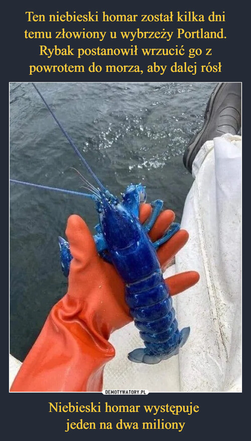 Ten niebieski homar został kilka dni temu złowiony u wybrzeży Portland. Rybak postanowił wrzucić go z powrotem do morza, aby dalej rósł Niebieski homar występuje 
jeden na dwa miliony
