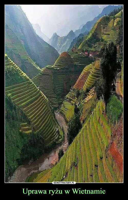 Uprawa ryżu w Wietnamie
