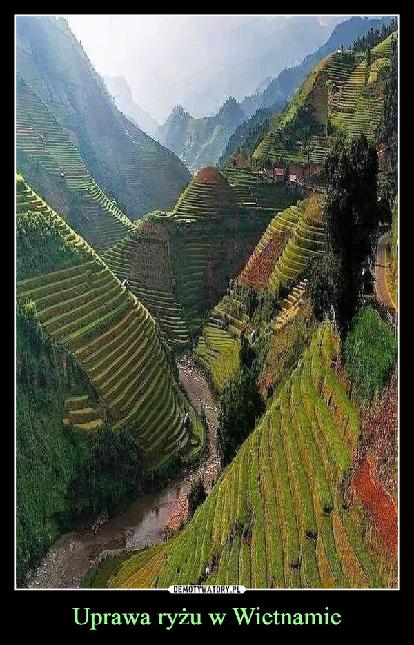Uprawa ryżu w Wietnamie –  