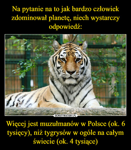 Na pytanie na to jak bardzo człowiek zdominował planetę, niech wystarczy odpowiedź: Więcej jest muzułmanów w Polsce (ok. 6 tysięcy), niż tygrysów w ogóle na całym świecie (ok. 4 tysiące)