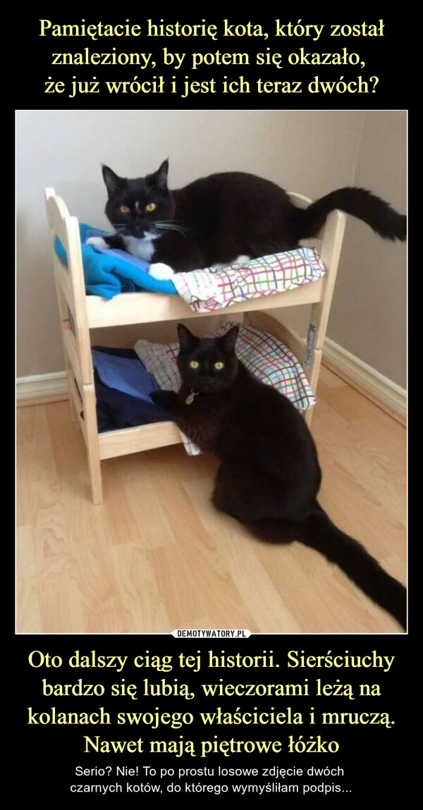 Oto dalszy ciąg tej historii. Sierściuchy bardzo się lubią, wieczorami leżą na kolanach swojego właściciela i mruczą. Nawet mają piętrowe łóżko – Serio? Nie! To po prostu losowe zdjęcie dwóch czarnych kotów, do którego wymyśliłam podpis... 