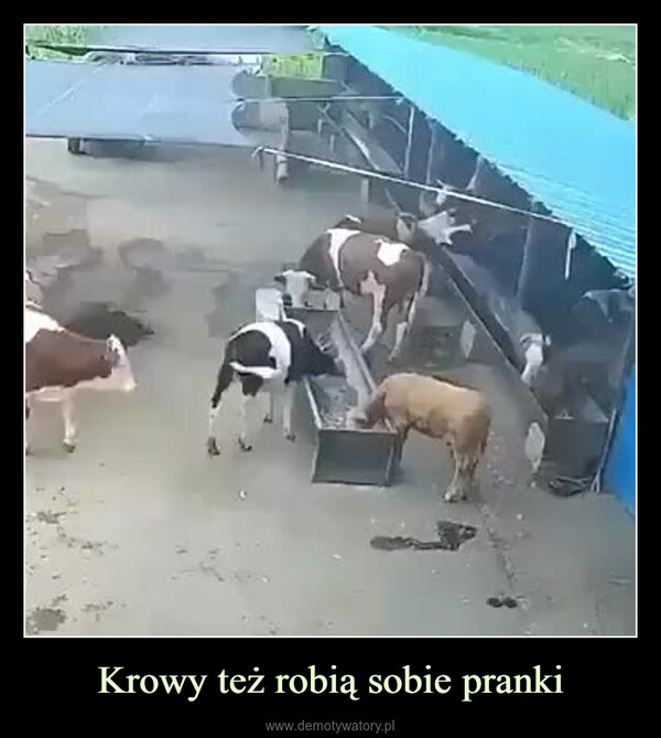 Krowy też robią sobie pranki –  