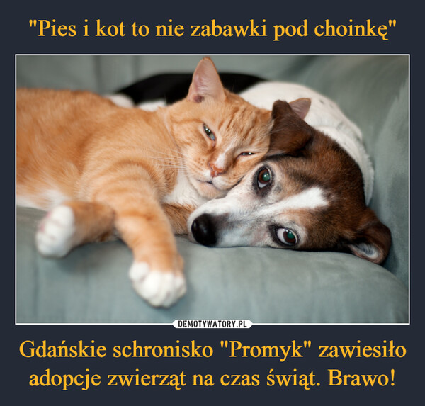 "Pies i kot to nie zabawki pod choinkę" Gdańskie schronisko "Promyk" zawiesiło adopcje zwierząt na czas świąt. Brawo!