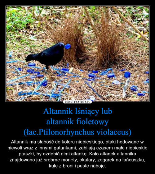 Altannik lśniący lub
altannik fioletowy
(łac.Ptilonorhynchus violaceus)