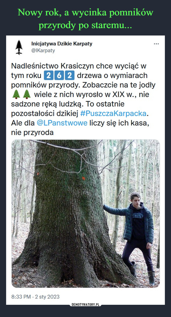  –  Inicjatywa Dzikie Karpaty@IKarpatyNadleśnictwo Krasiczyn chce wyciąć w tym roku 2⃣6⃣2⃣ drzewa o wymiarach pomników przyrody. Zobaczcie na te jodły 