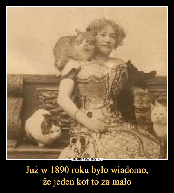 Już w 1890 roku było wiadomo,że jeden kot to za mało –  