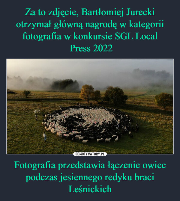 Fotografia przedstawia łączenie owiec podczas jesiennego redyku braci Leśnickich –  