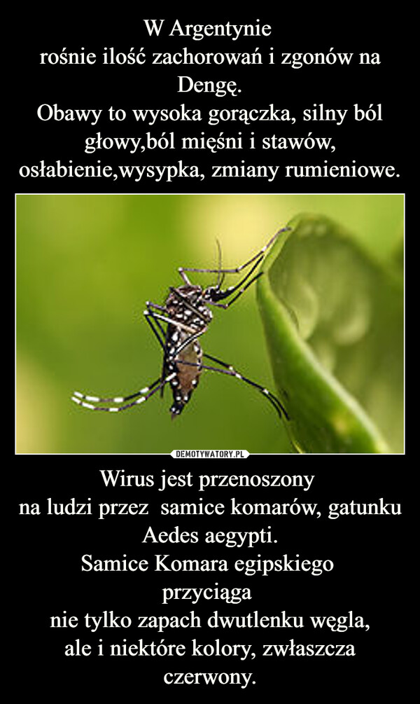 Wirus jest przenoszony na ludzi przez  samice komarów, gatunku Aedes aegypti.Samice Komara egipskiego przyciąga nie tylko zapach dwutlenku węgla,ale i niektóre kolory, zwłaszcza czerwony. –  