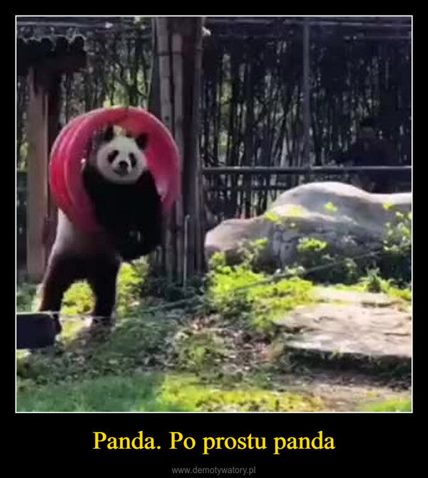 Panda. Po prostu panda –  