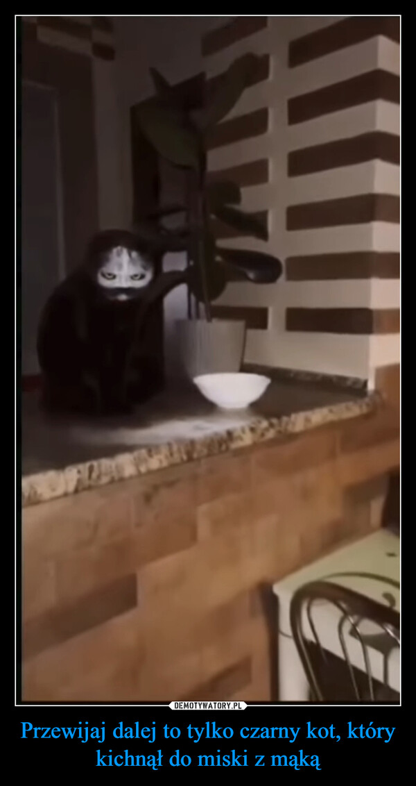 Przewijaj dalej to tylko czarny kot, który kichnął do miski z mąką