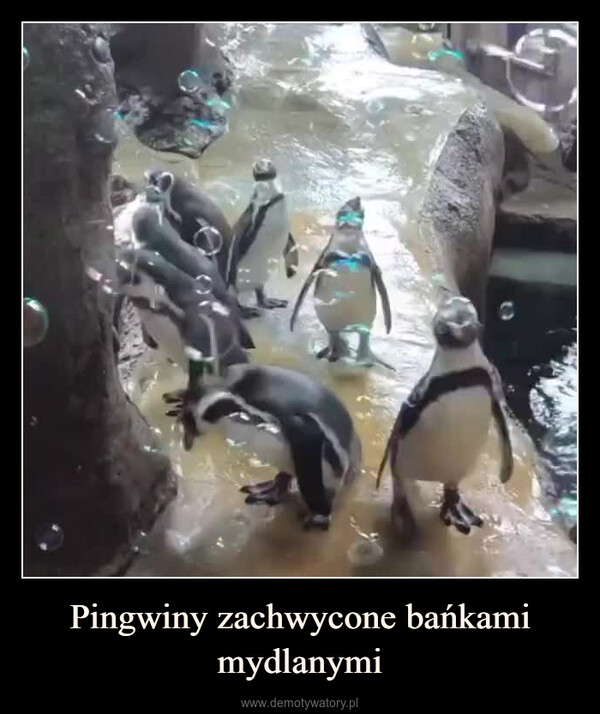 Pingwiny zachwycone bańkami mydlanymi –  