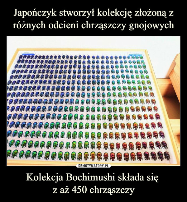 Kolekcja Bochimushi składa się z aż 450 chrząszczy –  地使用18潮潮濕濕濕19988 88AAAAAAA