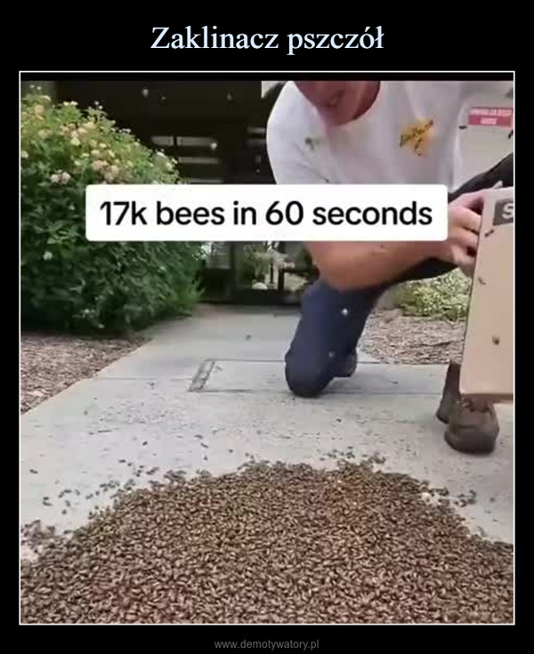  –  17k bees in 60 secondsS