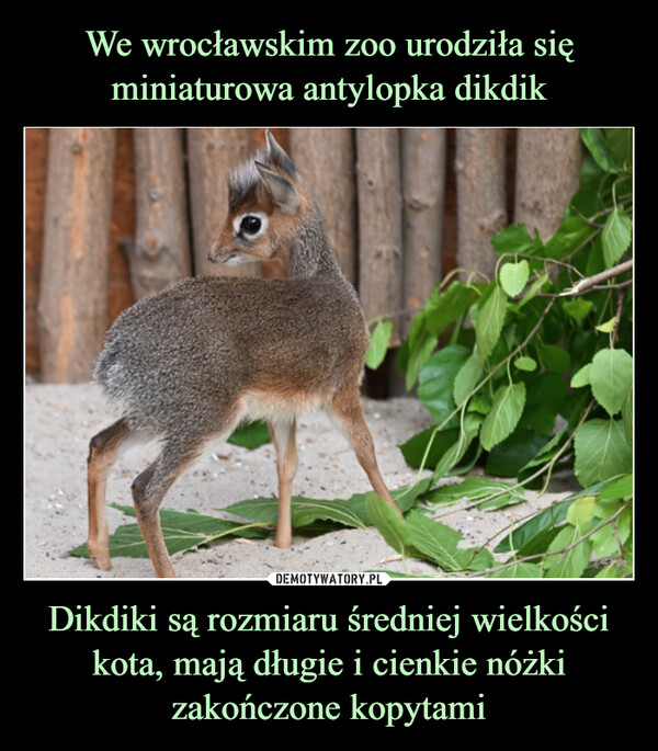 We wrocławskim zoo urodziła się miniaturowa antylopka dikdik Dikdiki są rozmiaru średniej wielkości kota, mają długie i cienkie nóżki zakończone kopytami