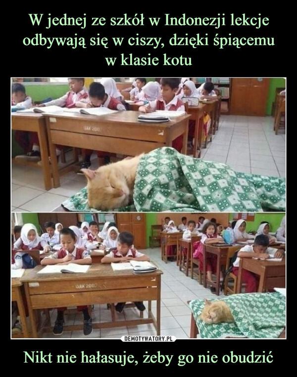 W jednej ze szkół w Indonezji lekcje odbywają się w ciszy, dzięki śpiącemu
w klasie kotu Nikt nie hałasuje, żeby go nie obudzić
