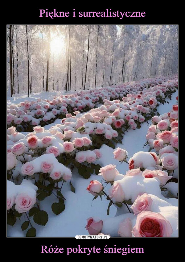 Róże pokryte śniegiem –  