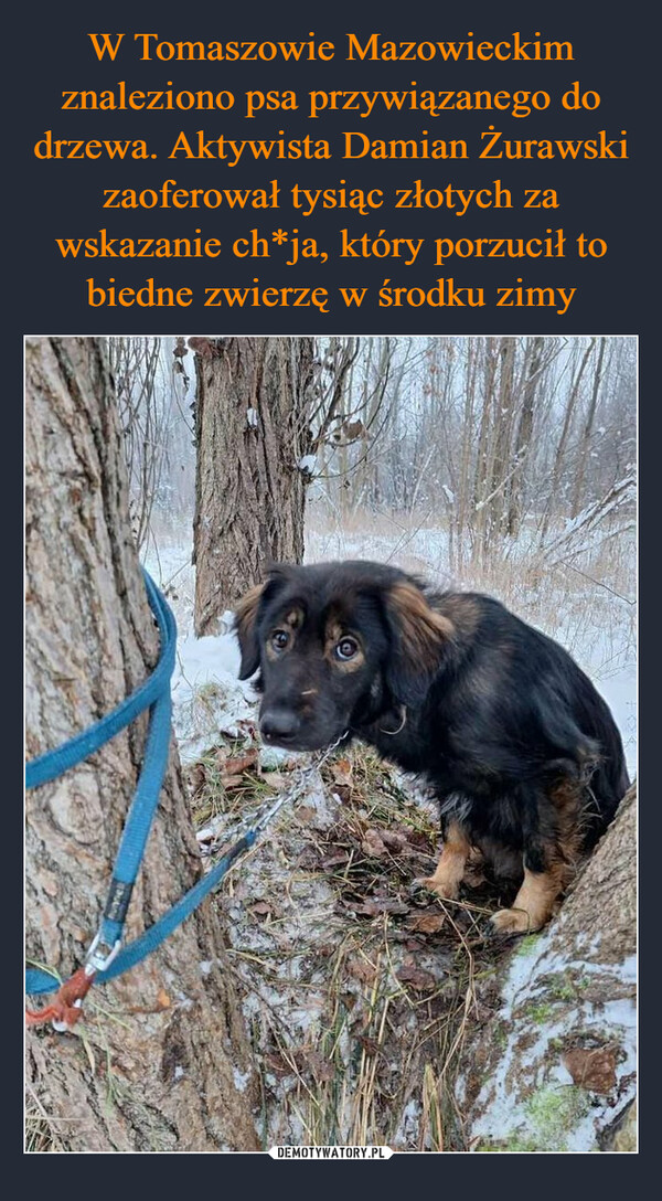 W Tomaszowie Mazowieckim znaleziono psa przywiązanego do drzewa. Aktywista Damian Żurawski zaoferował tysiąc złotych za wskazanie ch*ja, który porzucił to biedne zwierzę w środku zimy