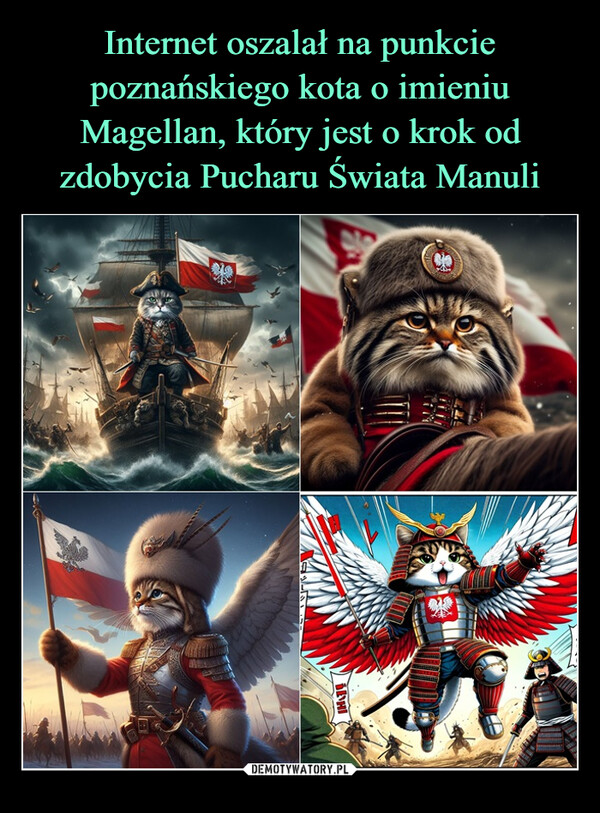 Internet oszalał na punkcie poznańskiego kota o imieniu Magellan, który jest o krok od zdobycia Pucharu Świata Manuli